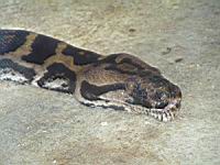 Python molure, Python mlolurus bivittatus (ord Squamates)(ss-ord Ophidiens)(fam Pythonides) (Photo F. Mrugala) (3)